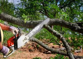 Owosso, MI  Tree Services Company